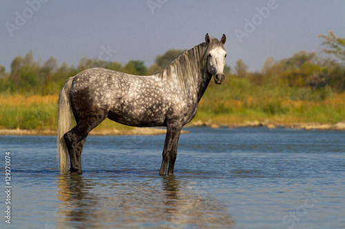 Gray horse standing in river