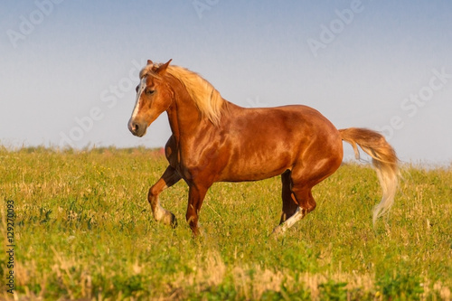 Red horse run on pasture