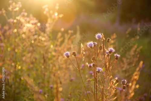 sunrise wild flower © Екатерина Камаева