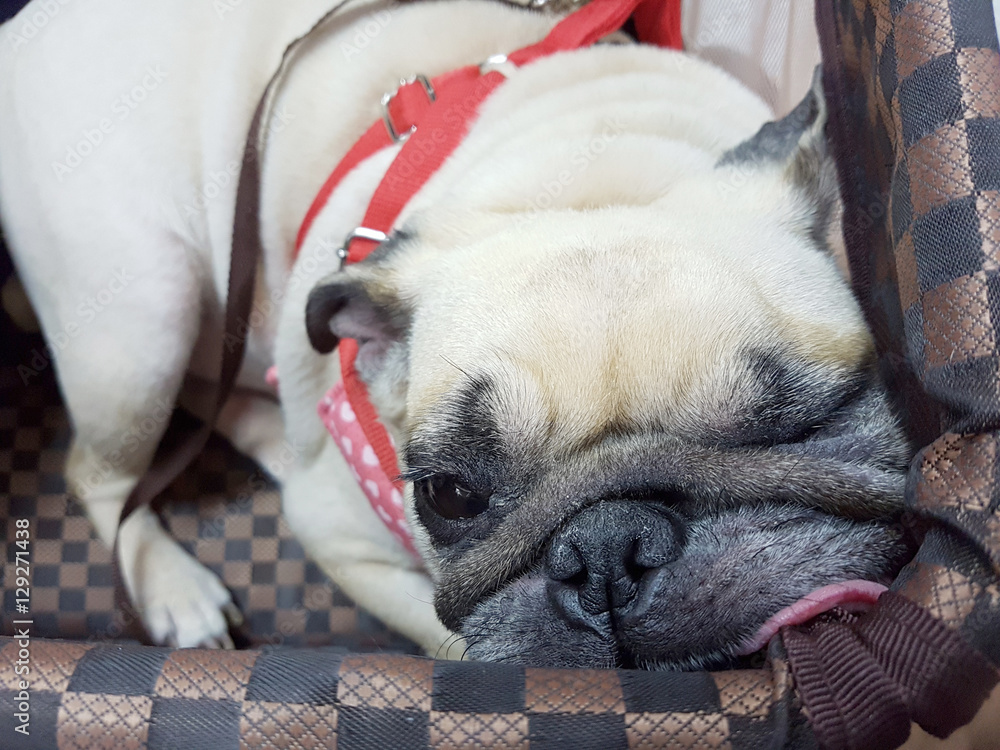 Close up face of Pug dog puppy sleeping rest in fabric basket and tongue out lay down