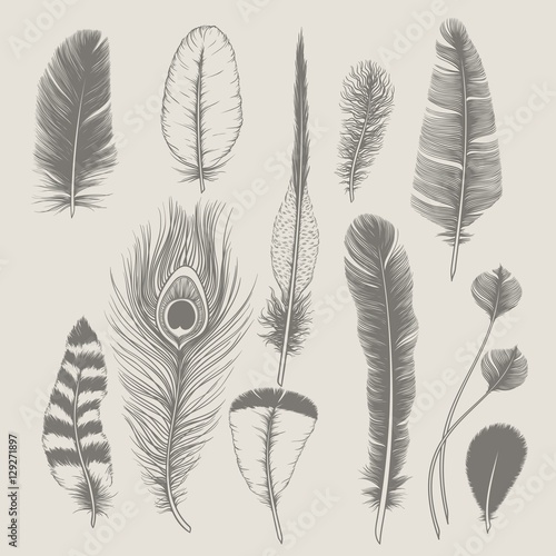 Feathers collection. Vintage design set. Hand-drawn illustration