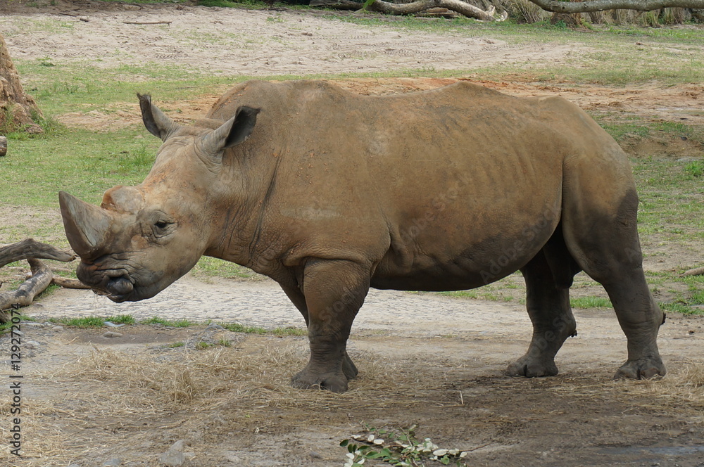 Fototapeta premium Rhino