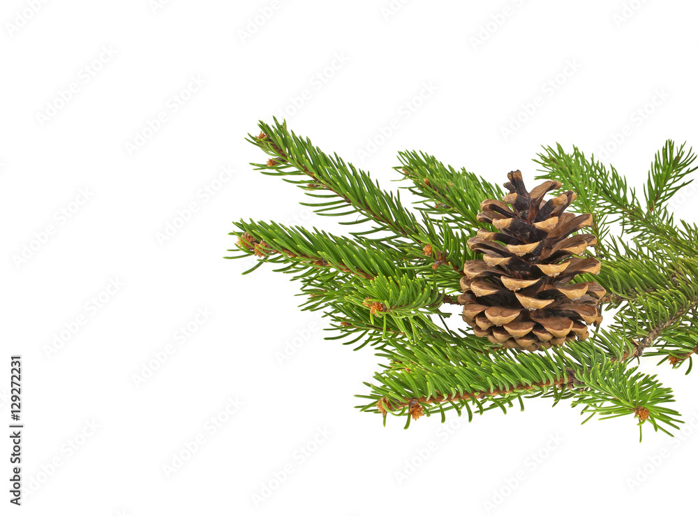 Branch of fir-tree and cone on a white background Branch of fir-tree and cone on a white background