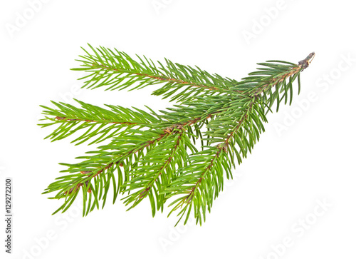 Wallpaper Mural Fir tree branch isolated on a white background Torontodigital.ca