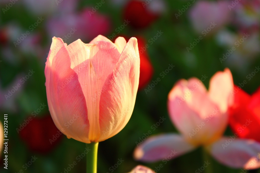 tulip flowers