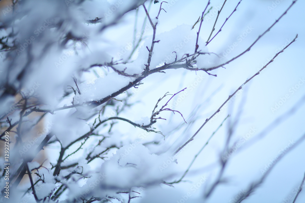 Ёли в зимнем лесу