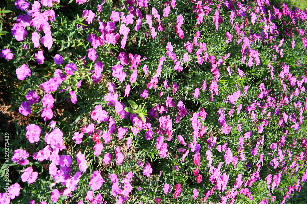 Fototapeta premium Purple flower garden