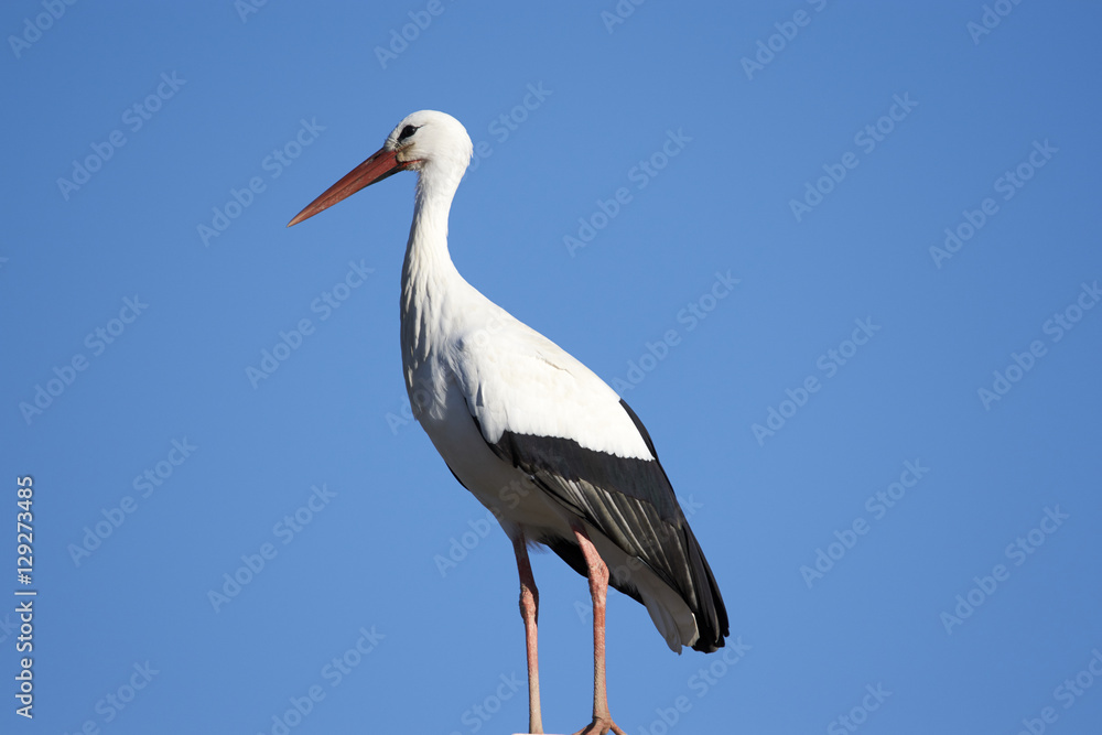 Fototapeta premium European white stork (Ciconia ciconia)