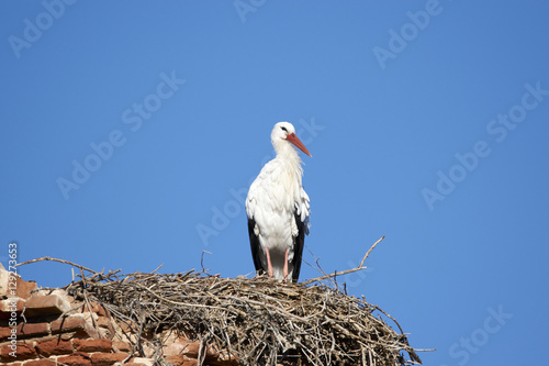 European white stork (Ciconia ciconia)