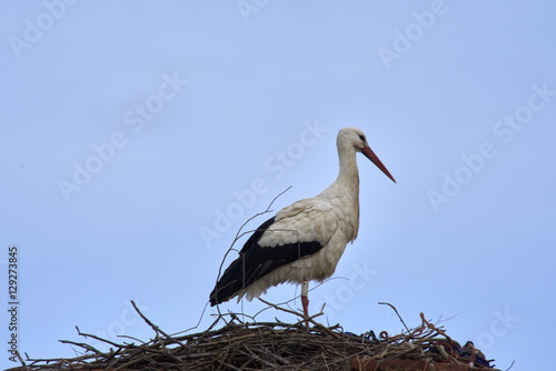 European white stork (Ciconia ciconia)