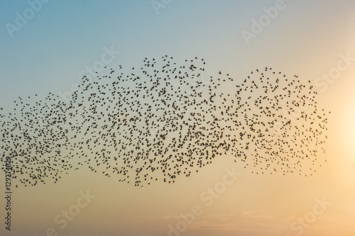Птицы в полете в лучах рассвета