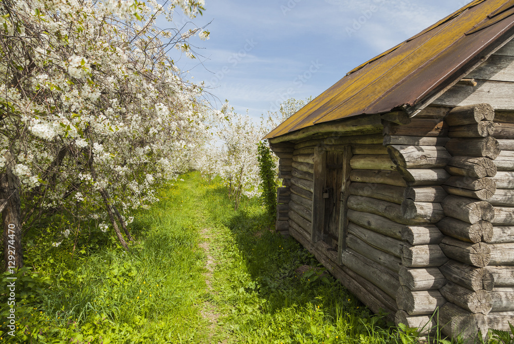 Russian log hut in the flowering cherry orchard, province, villa Russian log hut in the flowering cherry orchard, province, villa