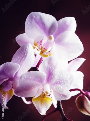 Lilac orchid, vintage wooden background, selective focus