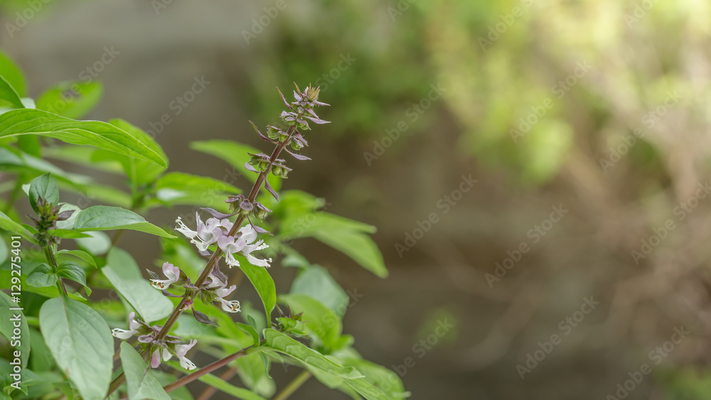 Close up thai basil in garden.sweet basil.Ocimum basilicum. Close up thai basil in garden.sweet basil.Ocimum basilicum.