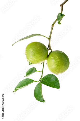 Wallpaper Mural  Bunch of limes with leaf on white background. Torontodigital.ca