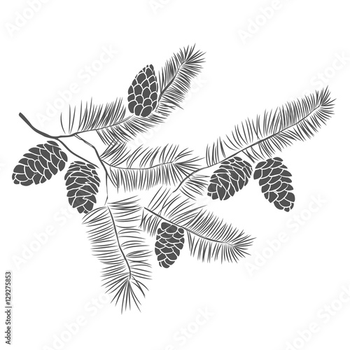 Hand drawn pine tree branch