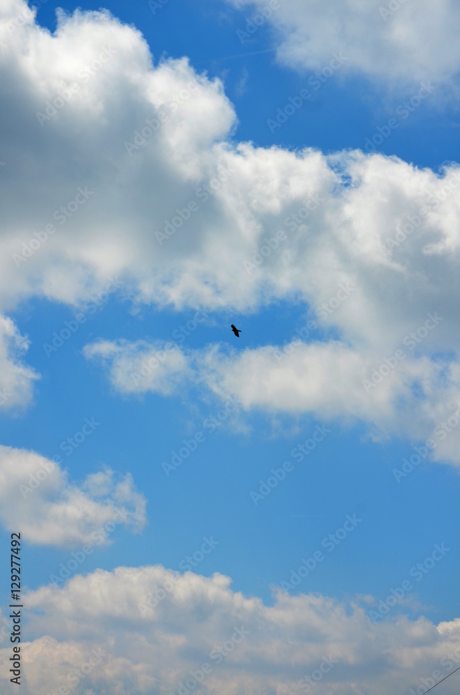 Fototapeta premium Flying black Crow between heaven and earth