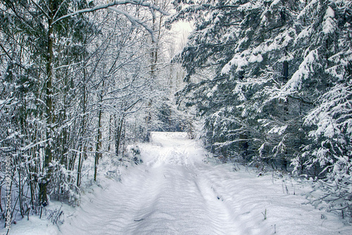 Winter road in the forest © Наталья Богурова