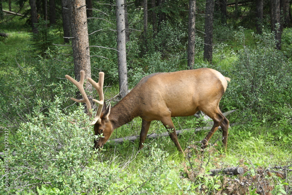 Fototapeta premium Elk grazing