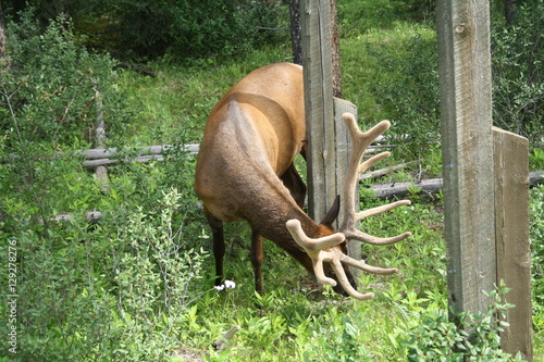 Wallpaper Mural Elk Grazing Torontodigital.ca