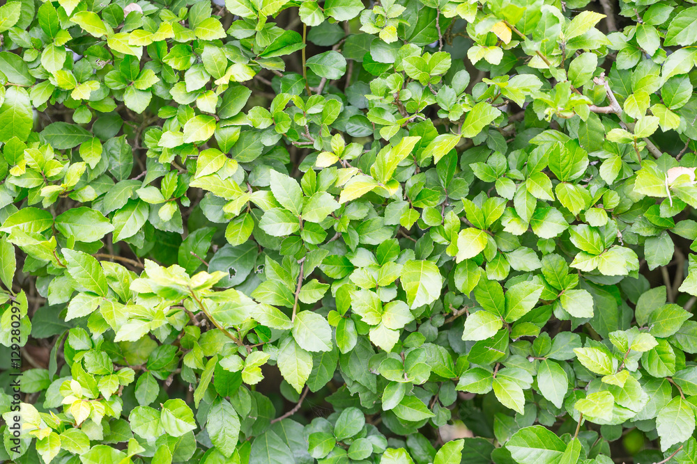 Fototapeta premium Green leaf wall texture background