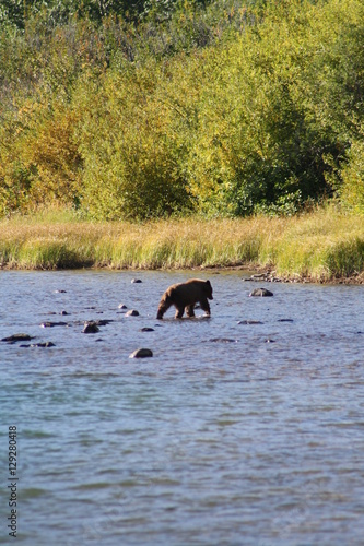 Wallpaper Mural Bear Crossing River Torontodigital.ca