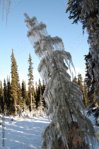 Wallpaper Mural Tree Ice Frozen Ice Torontodigital.ca