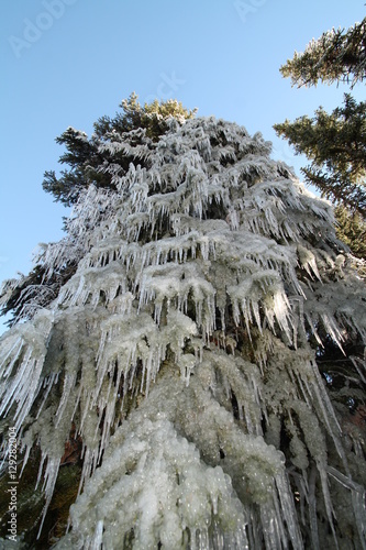 Wallpaper Mural Tree Snow Iced Up Torontodigital.ca