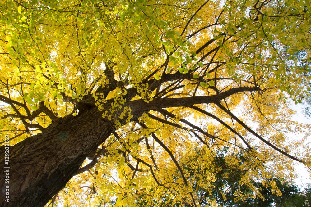 Fototapeta premium Ginkgo biloba in autumn