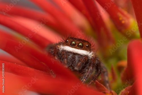 Macro of spider (Jumping Spiders Santa Claus) insect