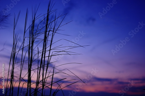 夕暮れの枯草のシルエット