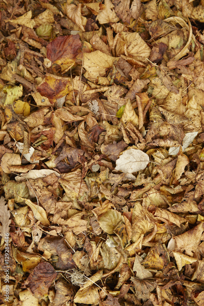 A whole page of dry autumn leaves background texture