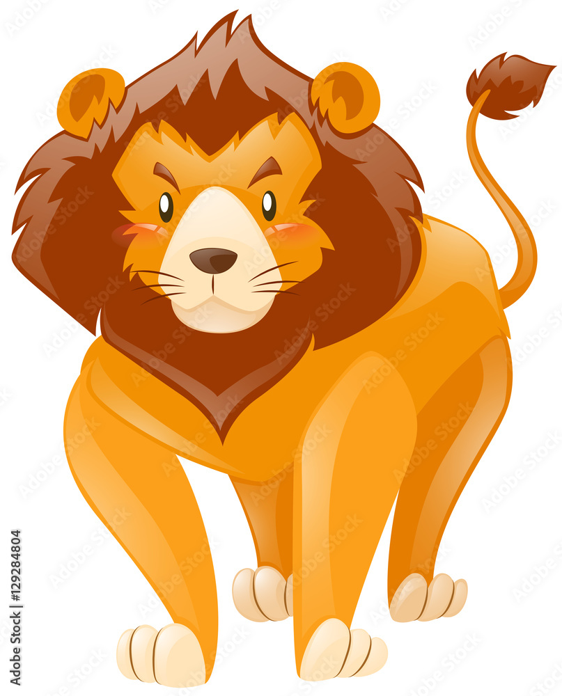 Wild lion on white background Wild lion on white background