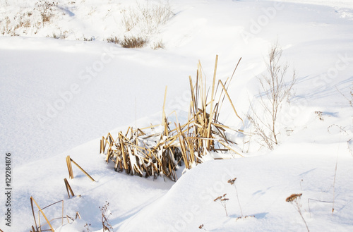 Winter landscape. The lake and dry reeds 