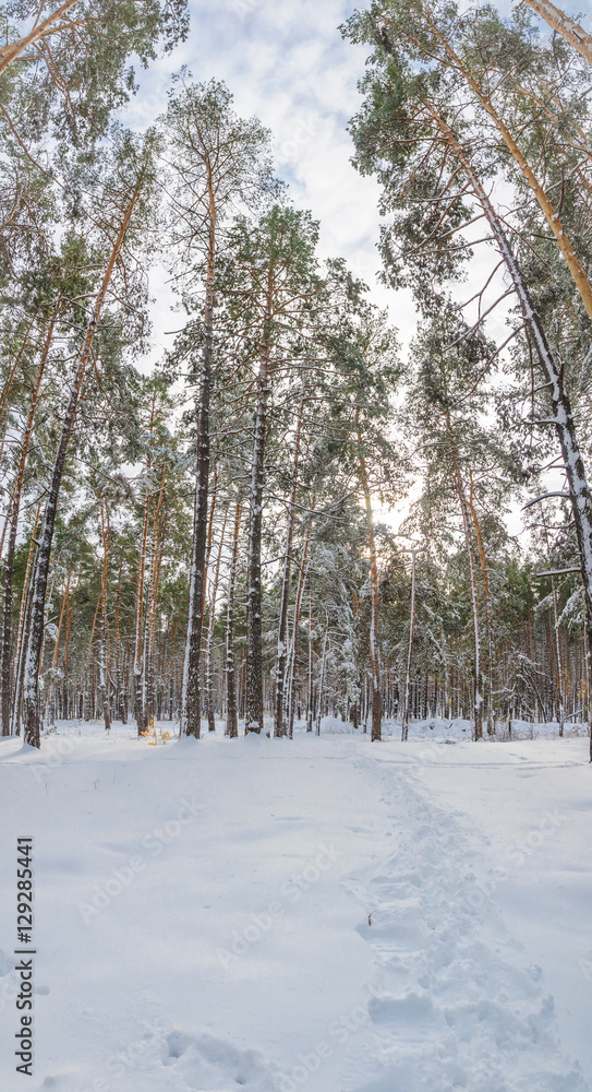 Fototapeta premium Winter pine tree