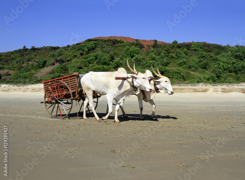 pair of white buffalo drawn to a cart going on the sandy shore photo