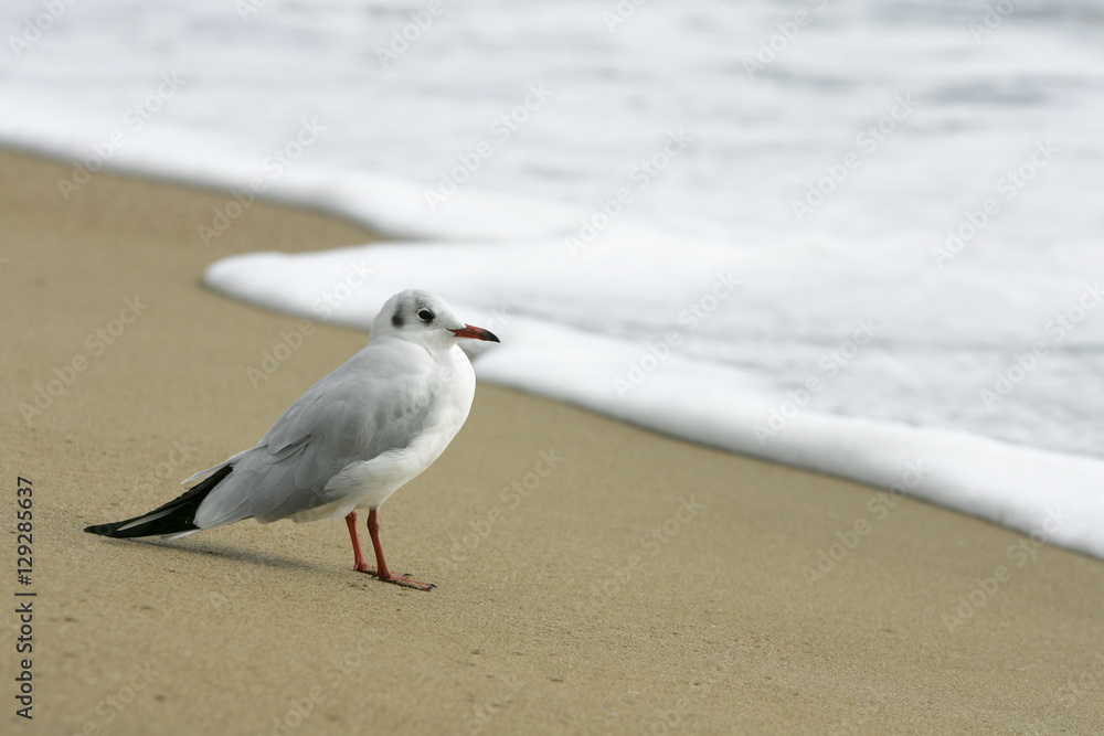 Obraz premium Seagull standing alone on beach