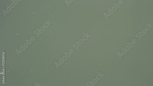 orbicular batfish (Platax orbicularis) swim in muddy water 
 photo