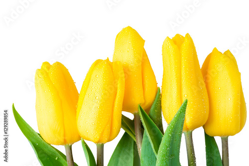 Fototapeta Naklejka Na Ścianę i Meble -  wet flowers yellow tulips on a white background closeup