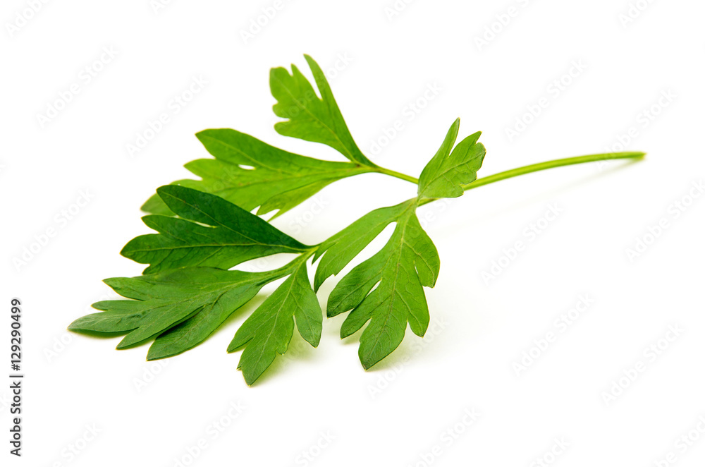 Parsley isolated on white Parsley isolated on white
