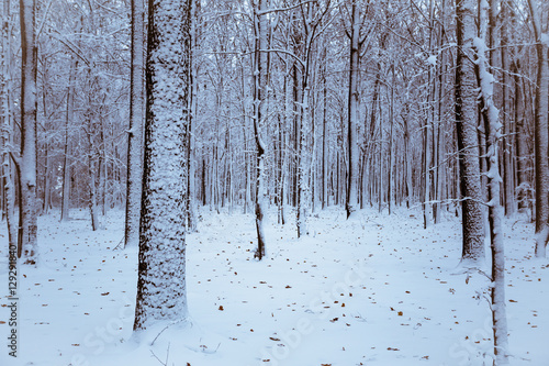 Winter forest with trees covered snow. Nature photo