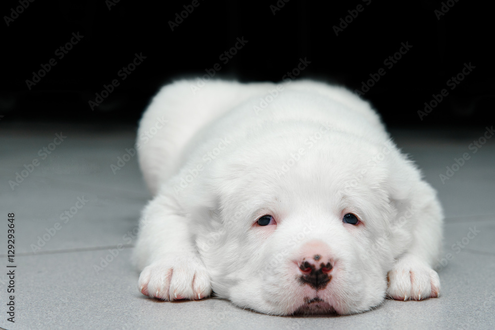 Close-up portrait of Central Asian Shepherd Dog Puppy Close-up portrait of Central Asian Shepherd Dog Puppy