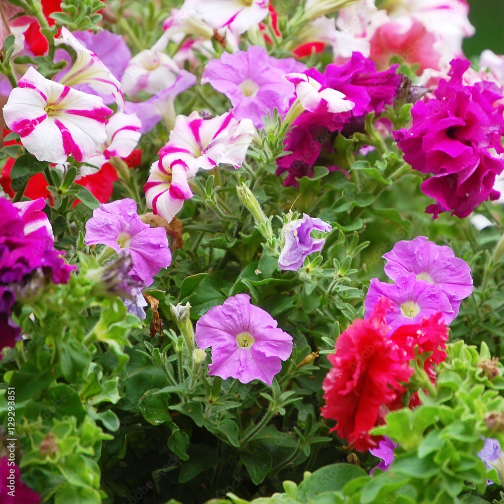 Background with pink flowers Petunia closeup