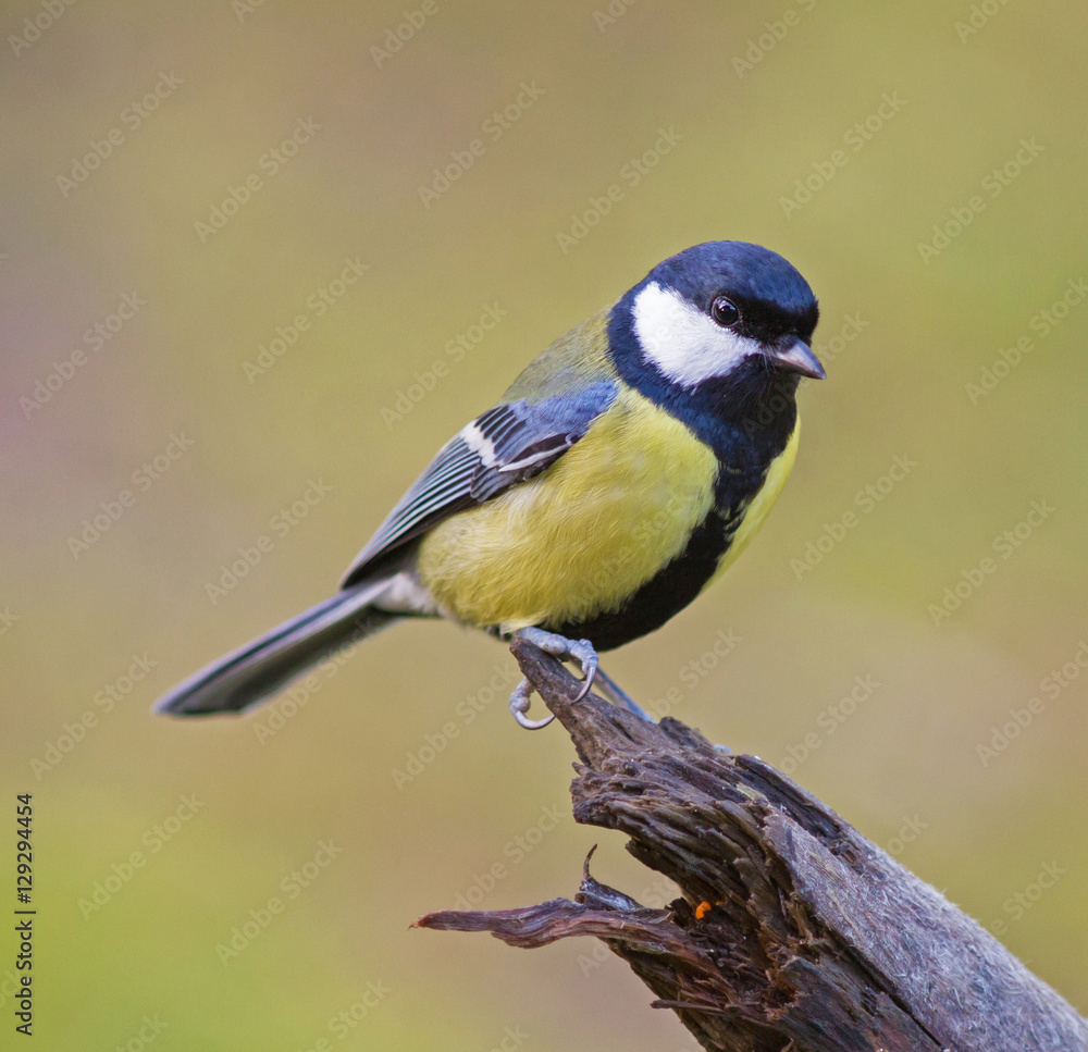 Great tit (Parus major). Great tit (Parus major).