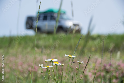 Roadflower photo