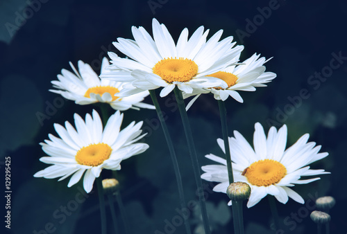 Flowers of Chamomile