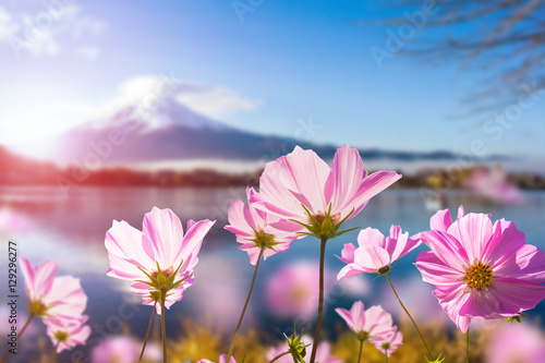 Fototapeta Naklejka Na Ścianę i Meble -  Pink cosmos flower blooming with translucent at petal on blurred Fuji mountain background