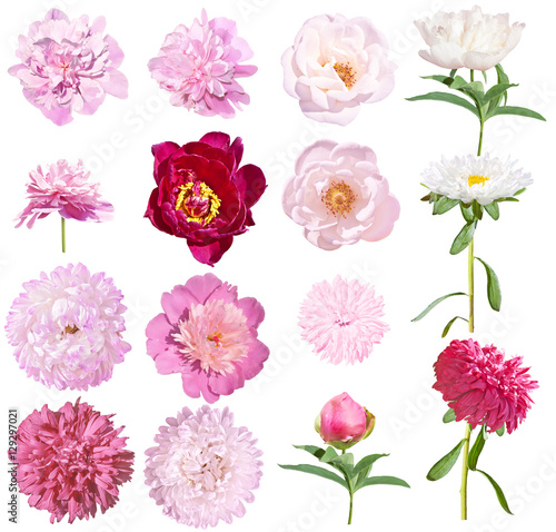 Peonies and asters set flowers isolated on white background. Pink and white peonies, pink and white asters