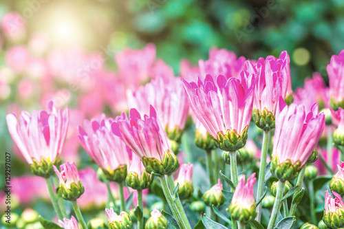 Flowers and plants