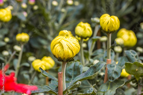 chrysanthemum